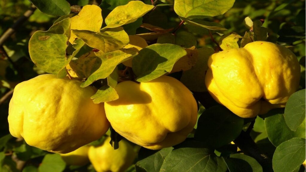 Quince, useful properties and contraindications