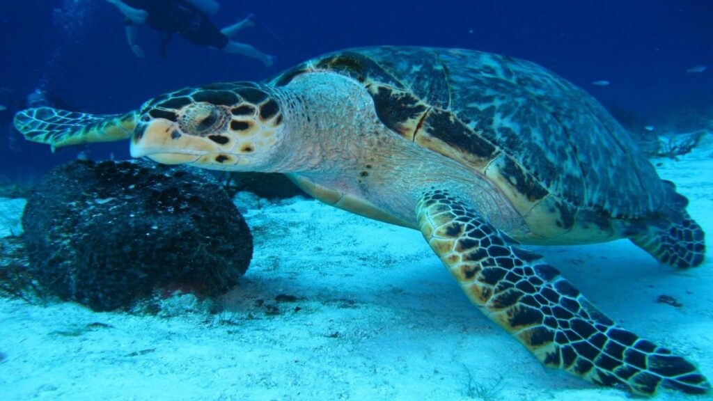 A Detailed Look at Snorkeling and Scuba Diving