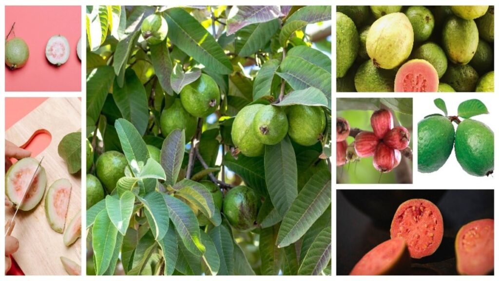 An In-depth Journey into the World of Guava The Tropical Elixir