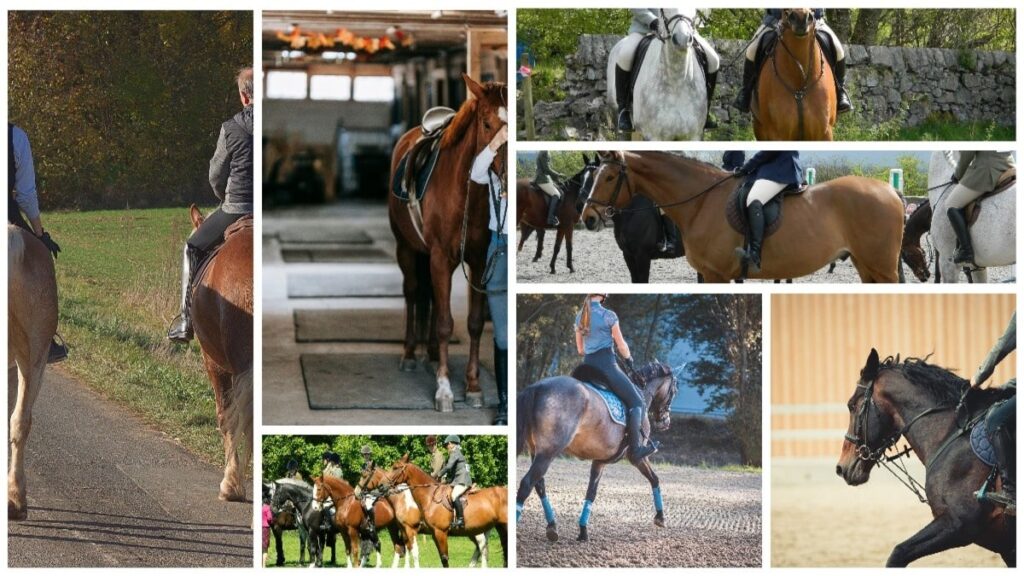 An Introductory Guide to Horseback Riding