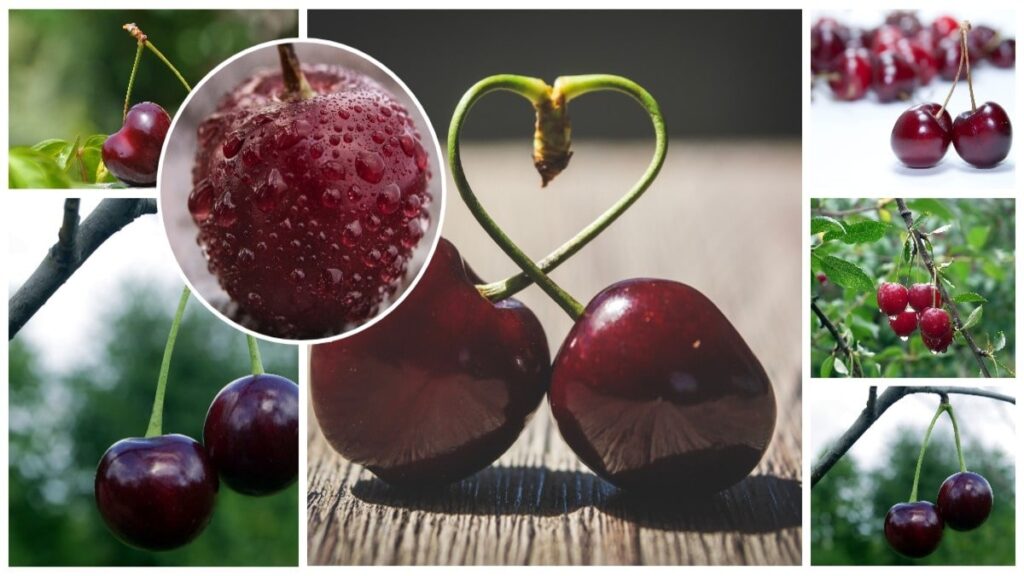 Cherries: A Delicious Pathway to Health and Wellness