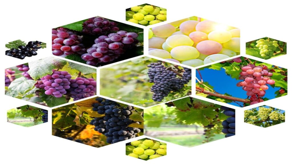 Exploring Grapes: Unraveling the Health Benefits of a Flavorful Fruit