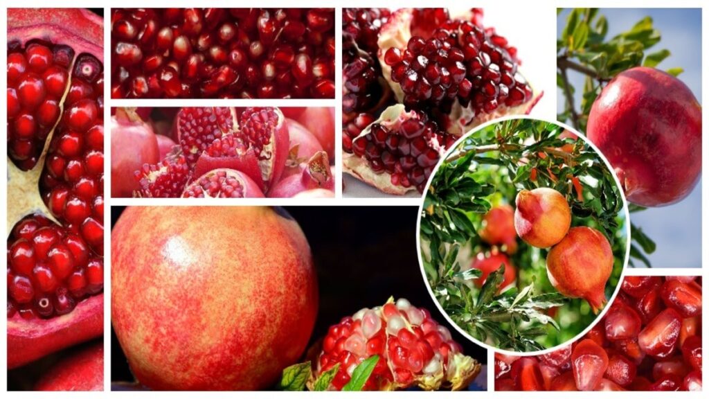 Pomegranate: A Delicious Fountain of Health and Flavor