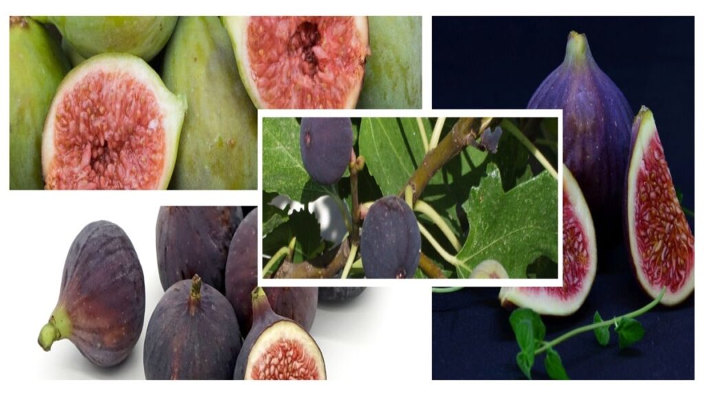 The Fig Narrative Unlocking the Sweet Secrets of this Timeless Fruit