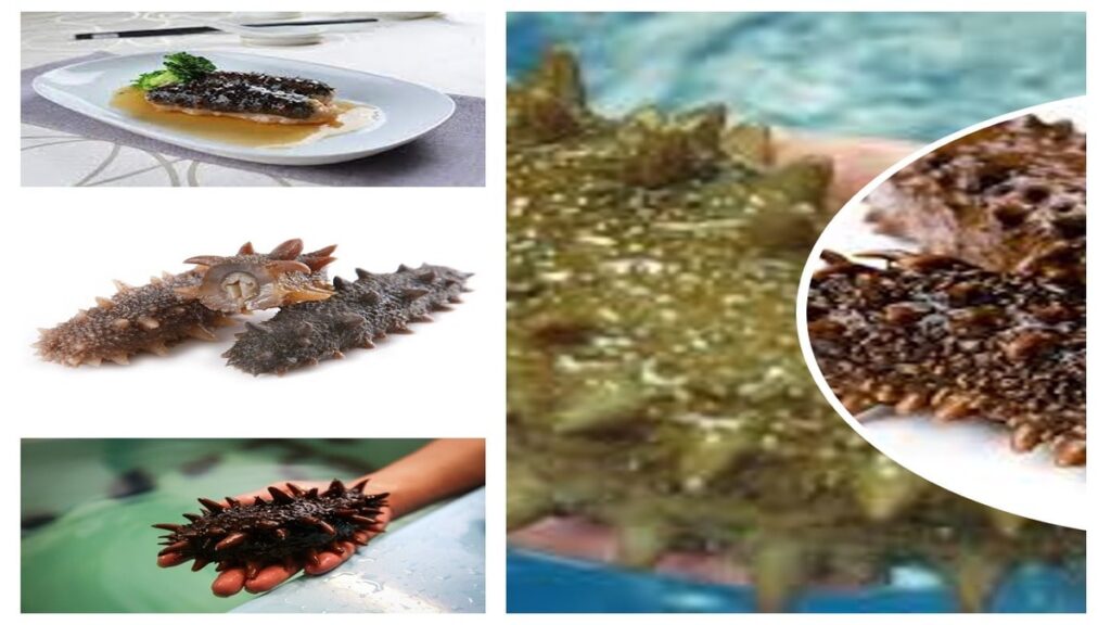 An Examination of Sea Cucumber and Its Health Perks