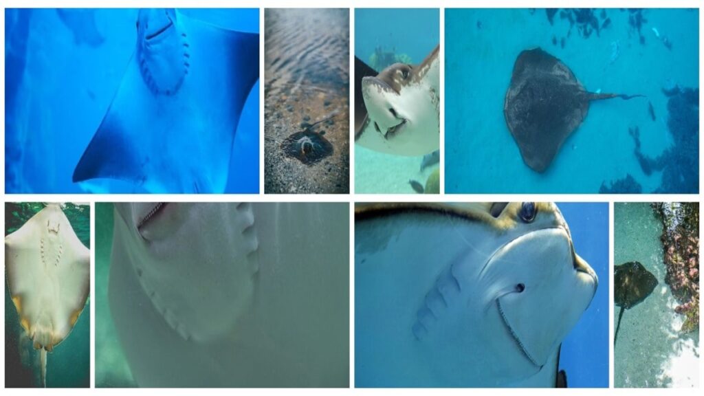 The Dietary Role of Stingrays Health Advantages and Cautions