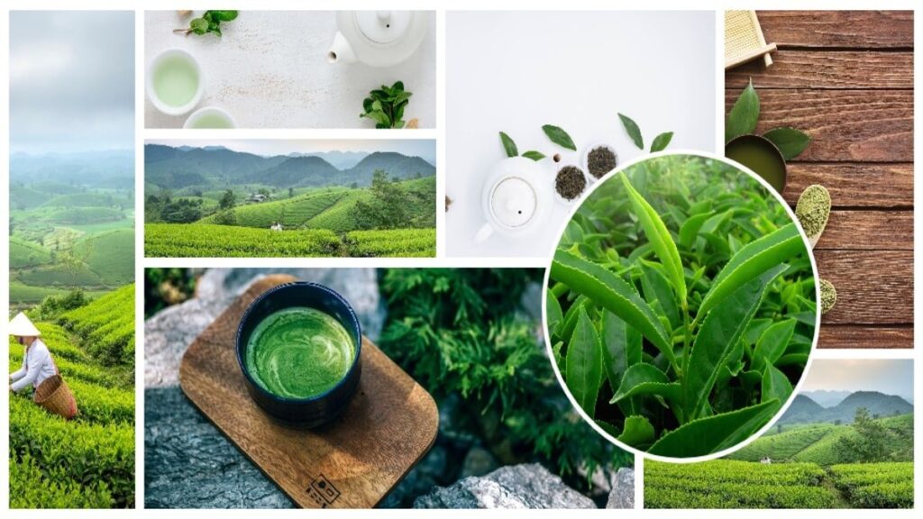 The Magic and Mystery of Green Tea: Healthful Brew with Considerations