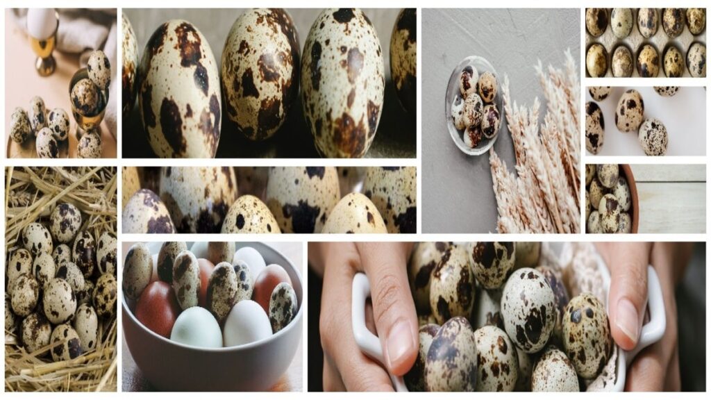 Unleashing the Potential of Quail Eggs: A Nutritional Powerhouse