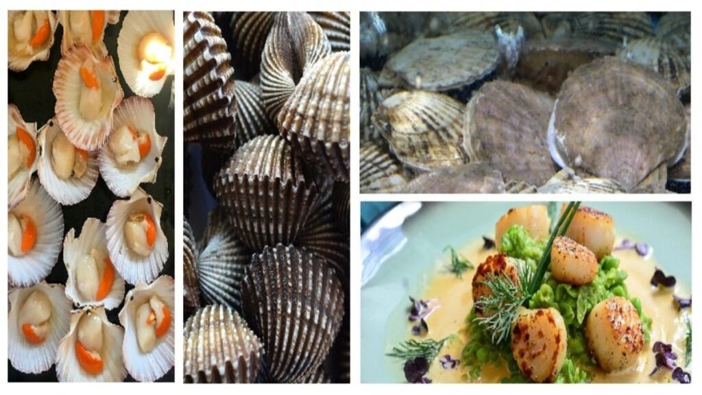 Scallops are, a healthy and tasty delicacy