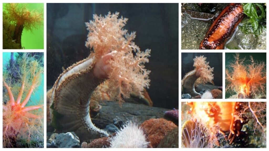 The Hidden Virtues of the Sea: An Exhaustive Exploration of Cucumaria