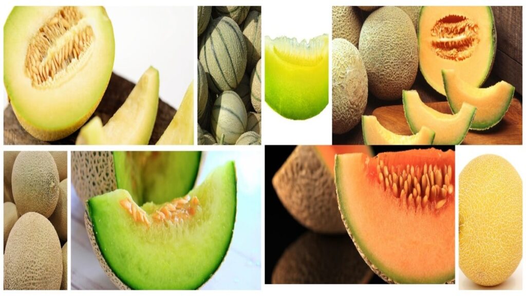 Melon: A Symphony of Health and Taste