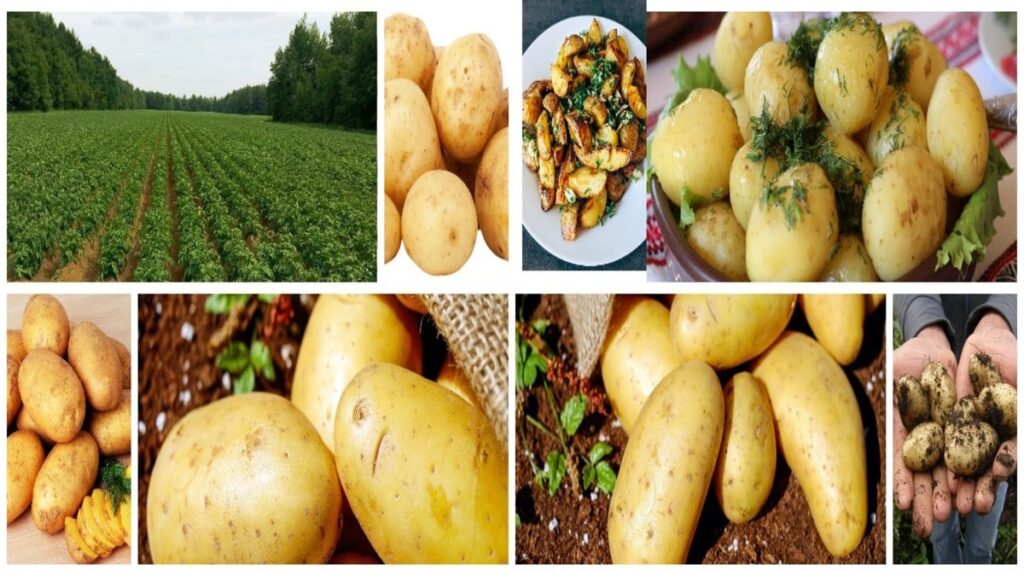 The Esteemed Earth Apple A Deep Dive into the World of Potatoes