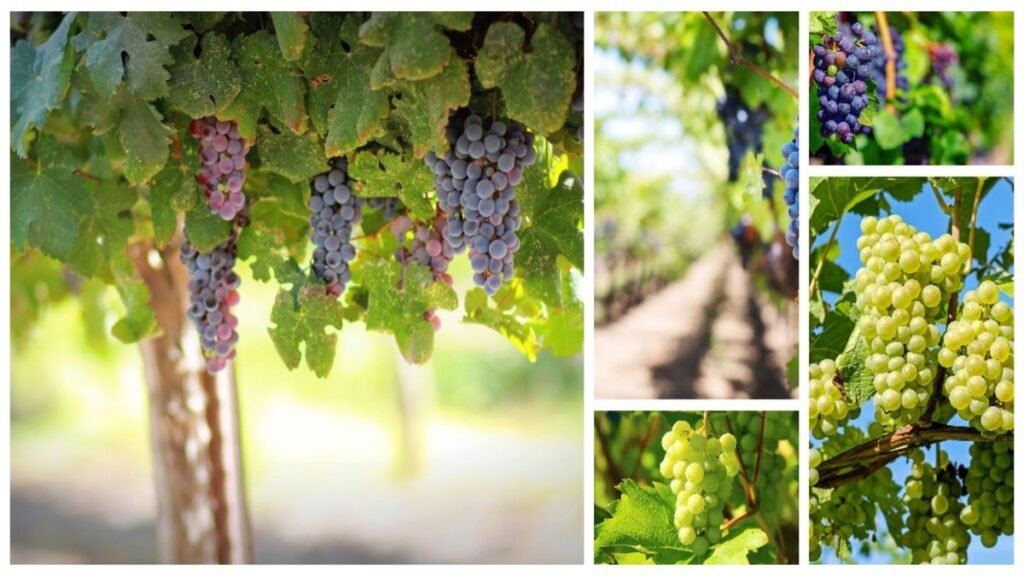 An In-Depth Exploration of Grape Seed Oil