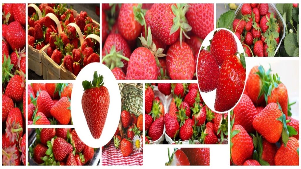 The Splendid Strawberry: An In-Depth Look at Nature's Heart-Shaped Wonder